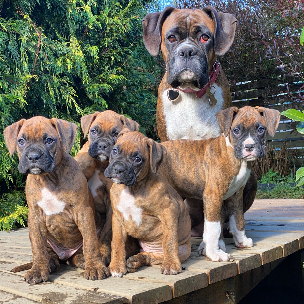 Pewma - La Matriarca