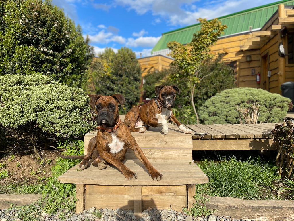 Shaggy - Espíritu Aventurero