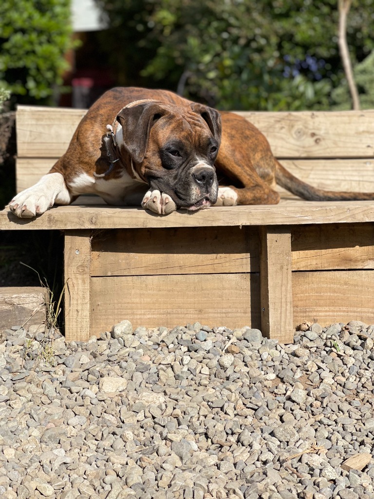 Sueños - Maestro del Descanso