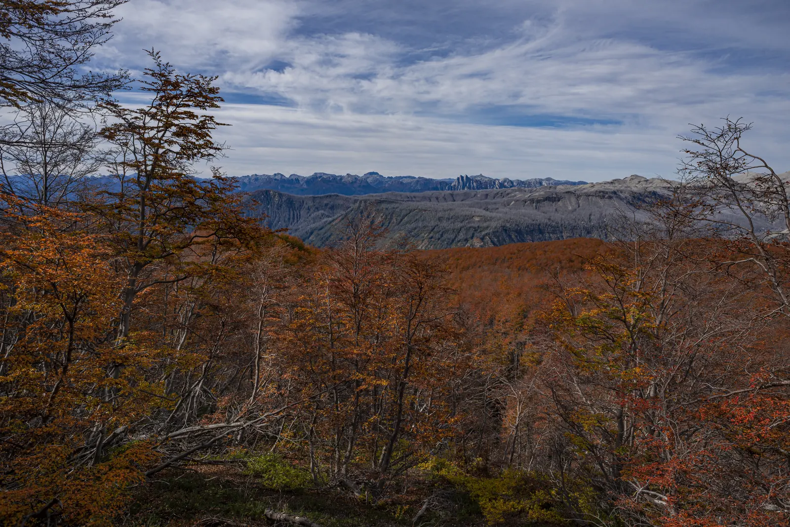 Bosque valdiviano en otoño con colores rojizos, Futrono