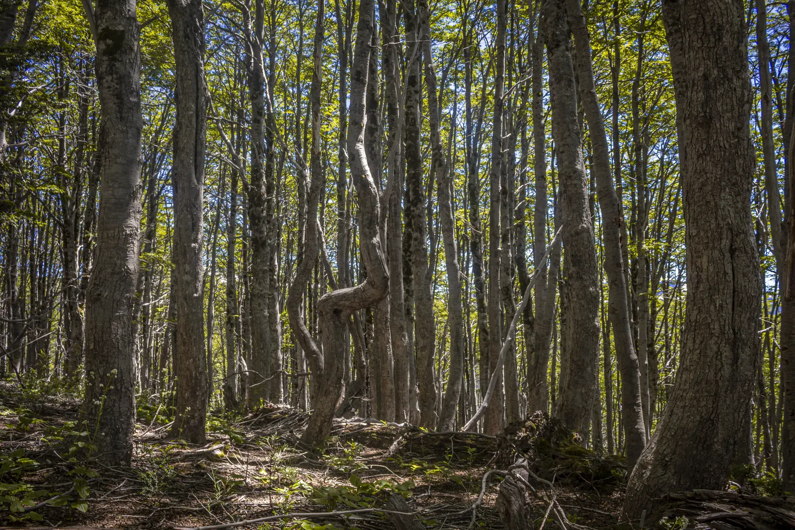 Interior del bosque valdiviano en Futrono, hábitat de aves endémicas