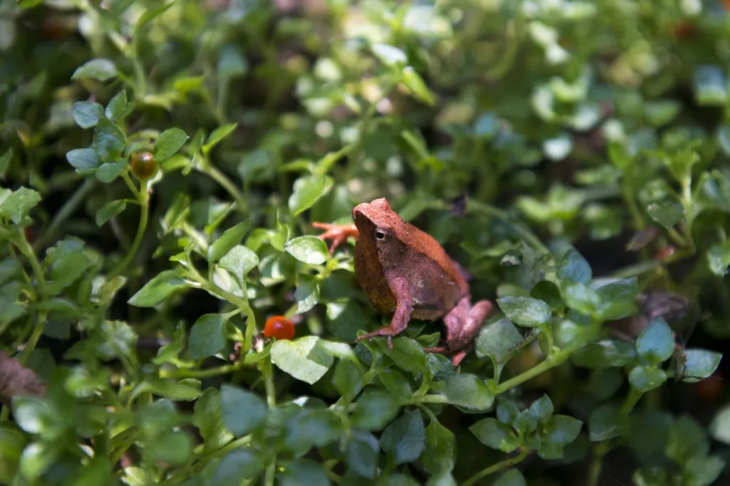 Ranita de Darwin en Futrono